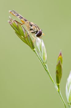 Syrphid insect resting on a spike