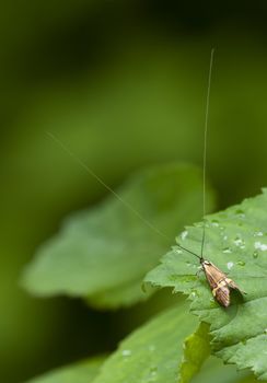 Male of the longhorn moth Nemophora degeerella