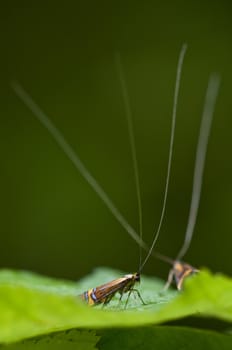 Males of the longhorn moth Nemophora degeerella