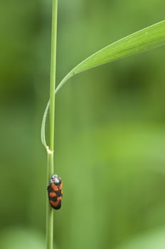 Black and red spotted little cicada on grass