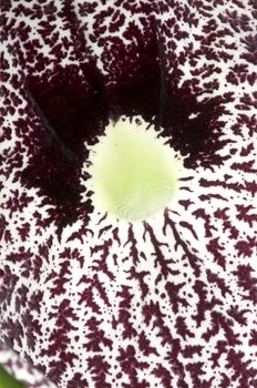 Closeup of a Aristolochia flower, birthworts, pipevines, Dutchman's pipes