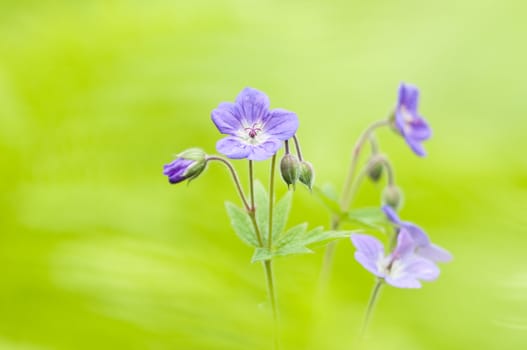 Wild Geranium flowers among green leaves