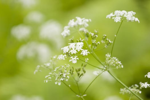 White little umbrella flowers in a green background