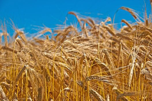 field of barley