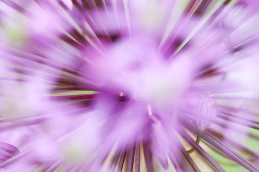 Blurred pink flowers of ornamental garlic, Allium