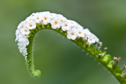 Small white flowers on curvy stem