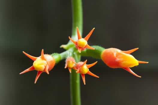 Tropical orange flowers of a creeping plant