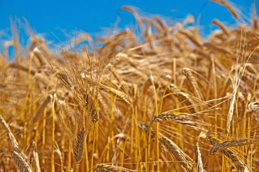 field of barley