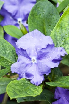 Tropical Blue flowers among green leaves