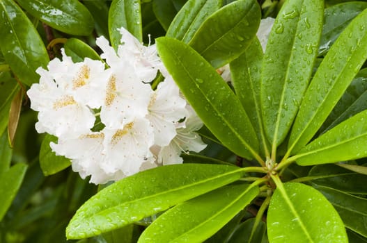 Azalea white ornamental flowers and green leaves under the rain