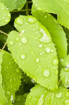 Macro of a green Leaf with rain drops