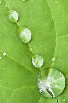 Macro of a green Leaf with rain drops