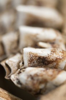 Detail of the fossil teeth of Elk