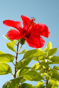 Flower and blue sky. Taken on a sunny day.