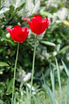 Two tulips are in focus. The other plants in the background are in blur.