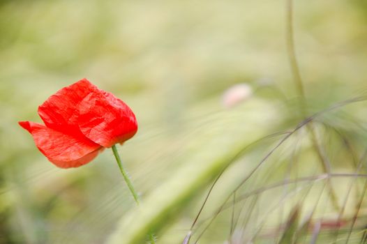 The grass on the field is in motion and blur. The flower is in focus.