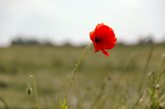 Red flower and field. The grass is in motion and blur.
