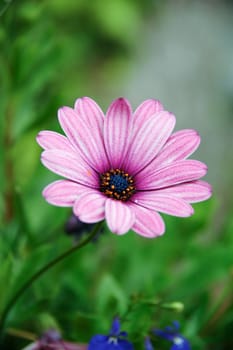 Flower and green nature. 