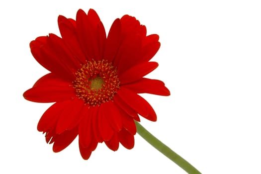 Red daisy taken on white background. See in my port for more daisy flower.