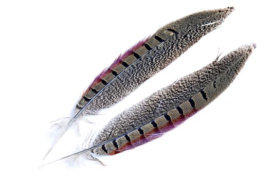Wild bird feather on a white background