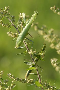 Mantis religiosa male and female insects