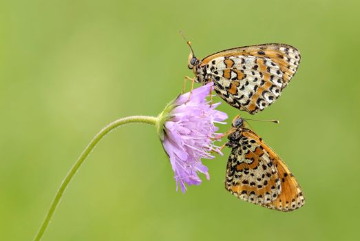 Couple of butterflies on flower