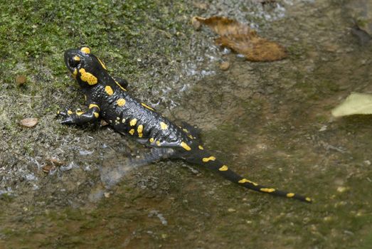  Fire Salamander on creek edge (Salamandra salamandra) 
