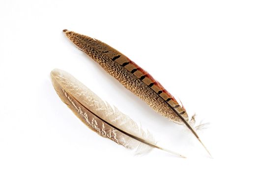 Wild bird feather on a white background