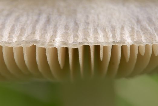 Close-up of a mushroom hat edge with gills 