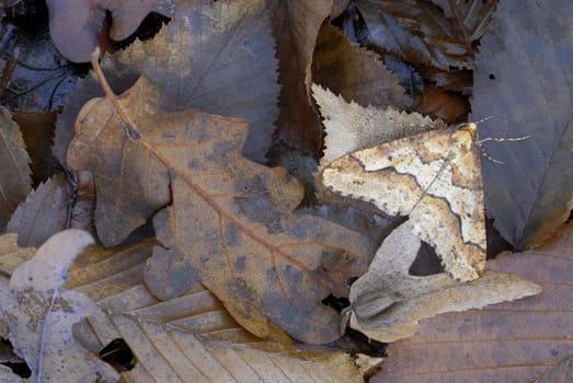  Mimetic brown striped moth among dead leaves