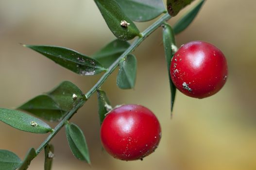 Butcher's broom twig with green leaves and red berries