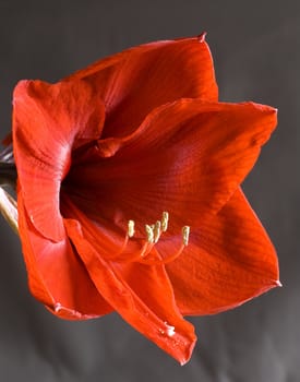 Red giant Hyppestrum flower with yellow pistils