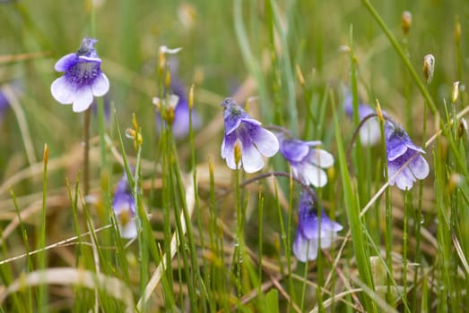 Flowers of  the carnivorous plant Butterwort (Pinguicula vulgaris) 