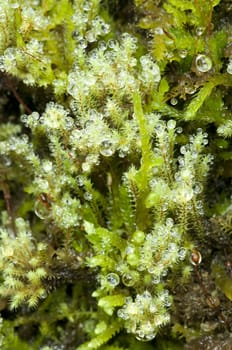 Closeup of dew drops on green musk