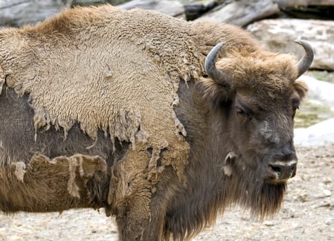 Closeup of a european bison with moulting skin