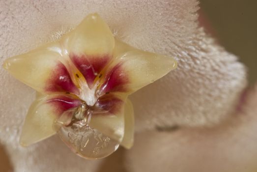  Flowers with drops of nectar of Wax plant (Hoya carnosa) 