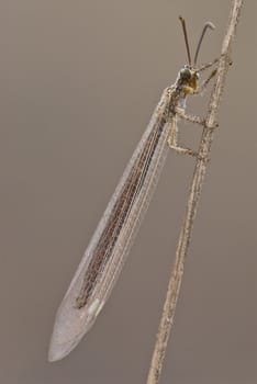 Insect on twig, Antlion (Macronemurus appendiculatus) 