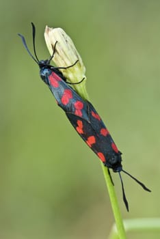Mating of Burnet moth (Zygaena sp.) 