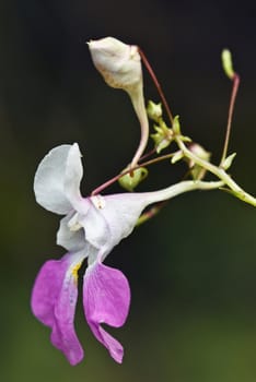 Flower of Balfour's touch-me-not (Impatiens balfourii)