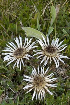 Flowers of Stemless Carline Thistle (Carlina acaulis) 