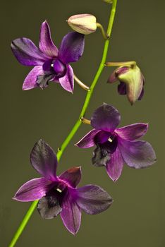 Stem with a group of purple orchids