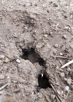 Black ants bringing food into nest