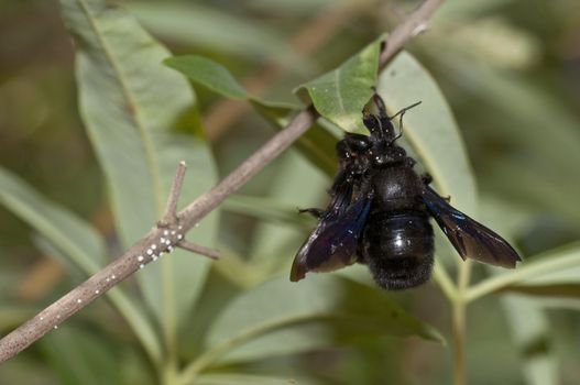 Mating of Xylocopa violacea, European carpenter bee