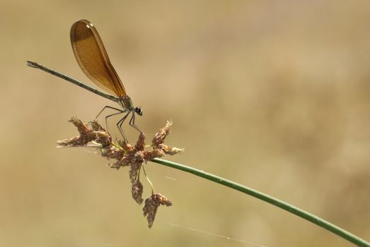 Female of the damselfly Calopteryx haemorrhoidalis