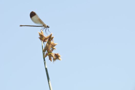 Female of the damselfly Calopteryx haemorrhoidalis