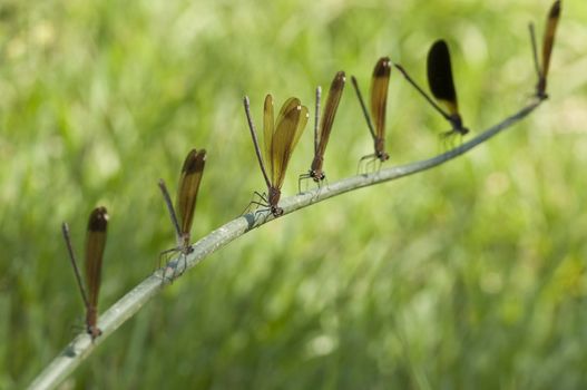 Perched row of the damselfly Calopteryx haemorrhoidalis