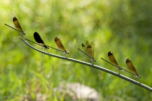 Perched row of the damselfly Calopteryx haemorrhoidalis