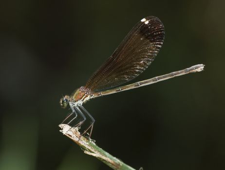 Female of the damselfly Calopteryx haemorrhoidalis