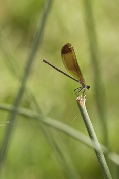 Female of the damselfly Calopteryx haemorrhoidalis