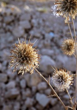 Dry flowers in desert